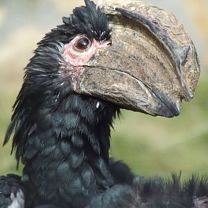 Trumpeter hornbill @ Györ Zoo, Hungary