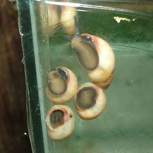 Partula rosea snails at Marwell Zoo Park, May 2008
