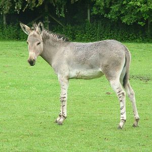 Somali Wild Ass (Equus africanus somalicus) at Marwell Zoo Park, May 2008