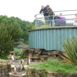 Penguin World at Marwell Zoo Park, May 2008