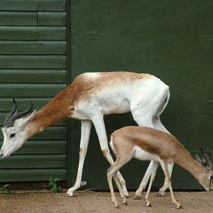 Dama and Dorcas Gazelles at Marwell Zoo Park, May 2008