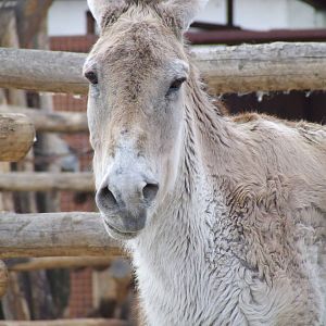 The oldest still living captive Onager @ Budapest Zoo