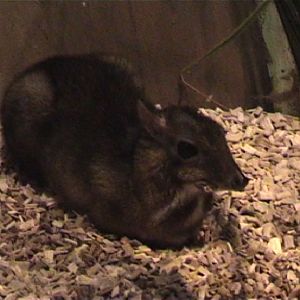 Lesser Malayan Chevroitan