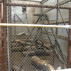 Japanese Snow Macaque enclosure at Guzoo