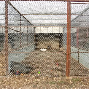 Japanese Snow Macaque enclosure at Guzoo