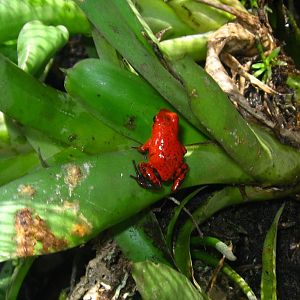 Dendrobates pumilio - Strawberry Dart Frog