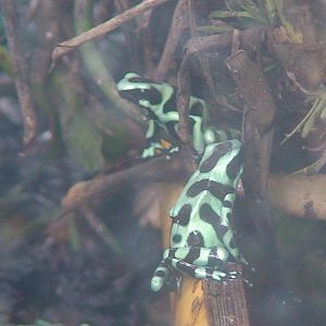 Dendrobates auratus
