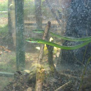 Vine Snake
