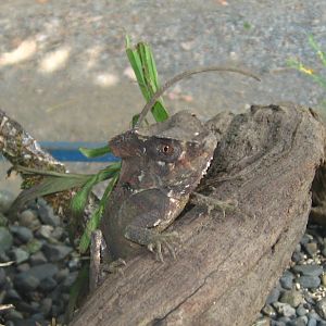 Casque-Headed Iguana