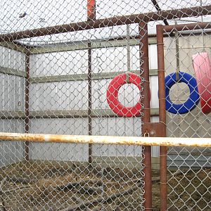Baboon Enclosure at Guzoo