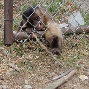 Black Capped Capuchin at Guzoo