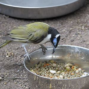 Blue-faced honeyeater