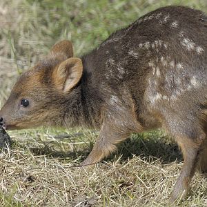 Pudu fawn