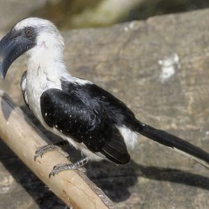 von der Decken's hornbill