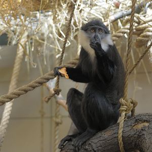 L'hoest's guenon