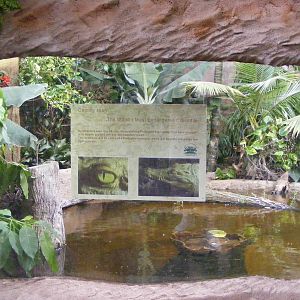 Phillipine Crocodile Enclosure