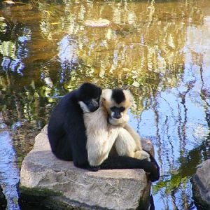 White Cheeked Gibbons