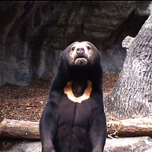 Malayan sun bear