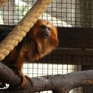 Golden headed lion Tamarin