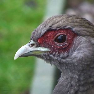 Female silver pheasant