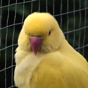 Yellow variant Ring necked Parakeet
