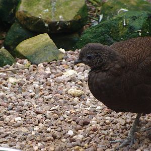 Bronze tailed peacock pheasant