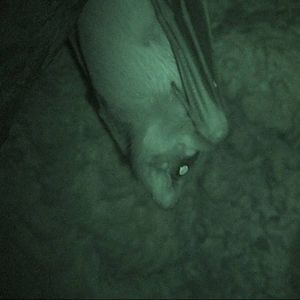 Egyptian fruit bat