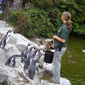Freshwater Penguins?