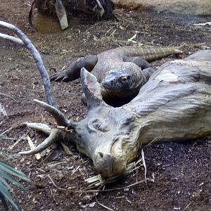 Komodo Dragon