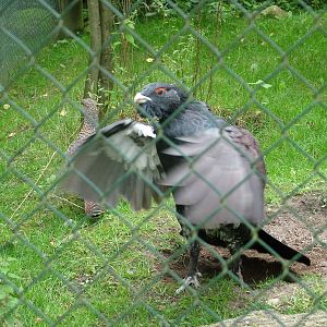 Lively Capercaillie (Tetrao urogallus) at Wildpark Lueneberger Heide 2007