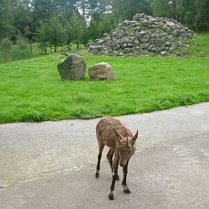 Siberian Ibex (Capra sibirica) at Wildpark Lueneberger Heide 2007