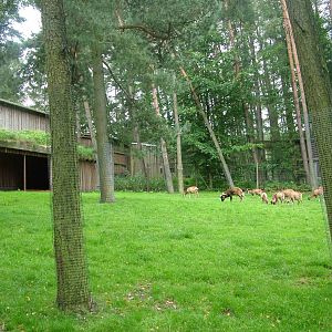 Enclosure for Mouflon at Wildpark Lueneberger Heide 2007
