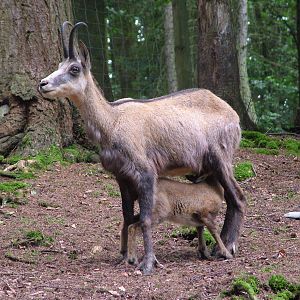 Alpine Chamois (Rupicapra rupicapra) at Wildpark Lueneberger Heide 2007