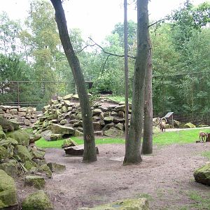 Enclosure for Siberian Ibex and Griffon Vultures at Tierpark Nordhorn 2007