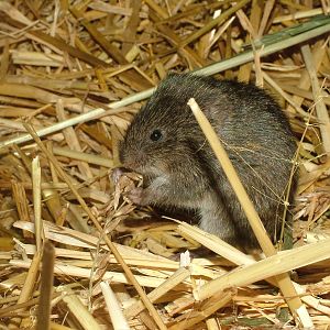 Reed Vole (Microtus fortis) at Tierpark Nordhorn 2007