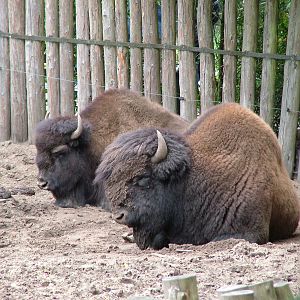 Wood Bison (Bison bison athabascae) at Tierpark Nordhorn 2007