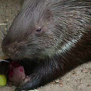 Indian Crested Porcupine (Hystrix indica) at Tierpark Nordhorn 2007
