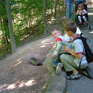 Meeting a marmot at Nuremberg Zoo 2006