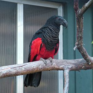 Pesquet's Parrot (Psittrichus fulgidus) at Wilhelma, Stuttgart 2006