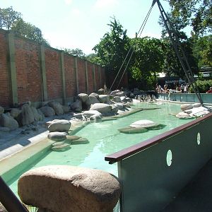 Penguin pool at Wilhelma, Stuttgart 2006