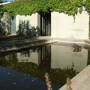 Hippo pool at Wilhelma, Stuttgart 2006