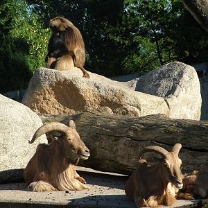 Gelada, Barbary Sheep and Hyrax enclosure at Wilhelma, Stuttgart 2006