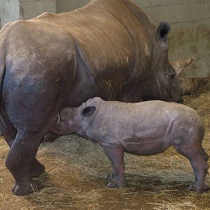Southern White Rhinos at Whipsnade Zoo 2008