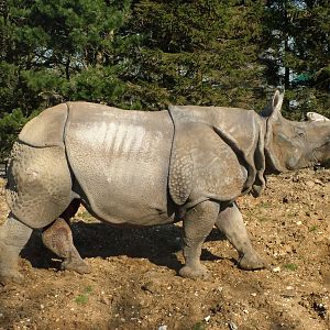 Indian Rhinoceros at Whipsnade Zoo 2008