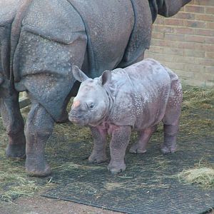 Indian Rhinoceros at Whipsnade Zoo 2008