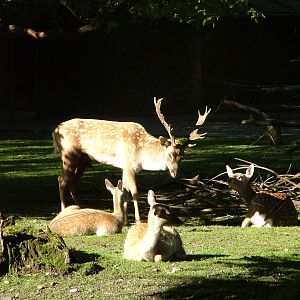 Persian Fallow Deer (Dama mesopotamica) at Munich Zoo 2006