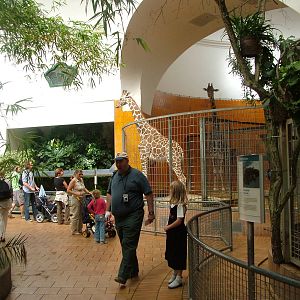 Giraffe house interior at Munich Zoo 2006