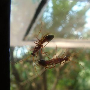 Bulldog Ants (Myrmecia pavida) at Munich Zoo 2006