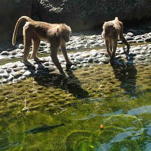 Hamadryas Baboons go fishing at Munich Zoo 2006