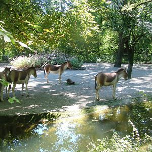 Eastern Kiang (Equus kiang holdereri) at Munich Zoo 2006
